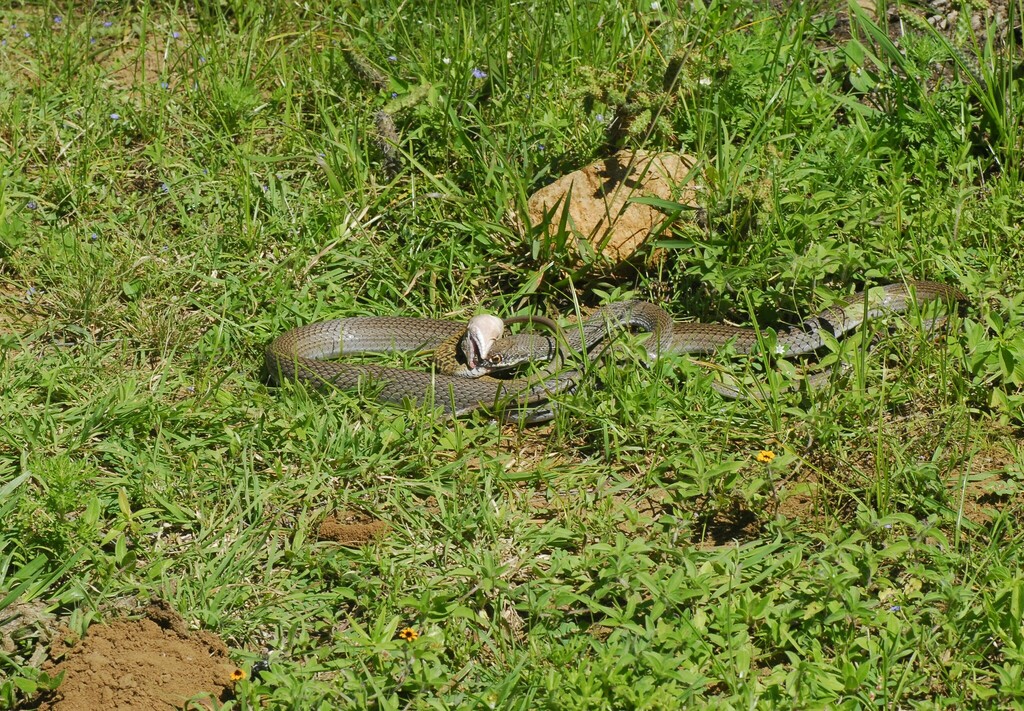 Neotropical Whip Snake from San Pedro Ixtlahuaca, Oax., Mexico on July ...