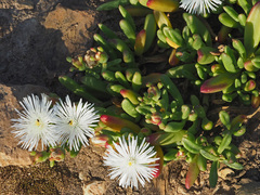 Mesembryanthemum longistylum
