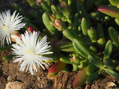 Mesembryanthemum longistylum