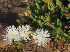 Mesembryanthemum longistylum