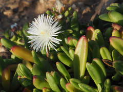 Mesembryanthemum longistylum
