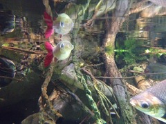 Pinktail Chalceus photo 2