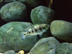 Five-Barred Lamprologus photo 2