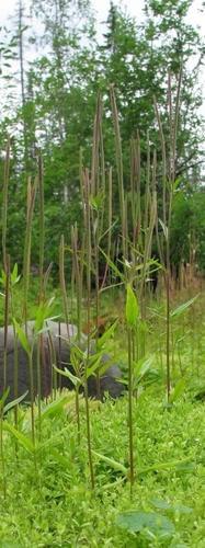 Epilobium palustre iNat (3)