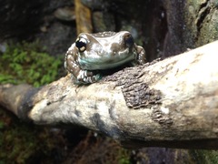 Trachycephalus resinifictrix