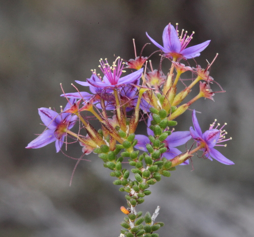 Calytrix leschenaultii (Schauer) Benth.
