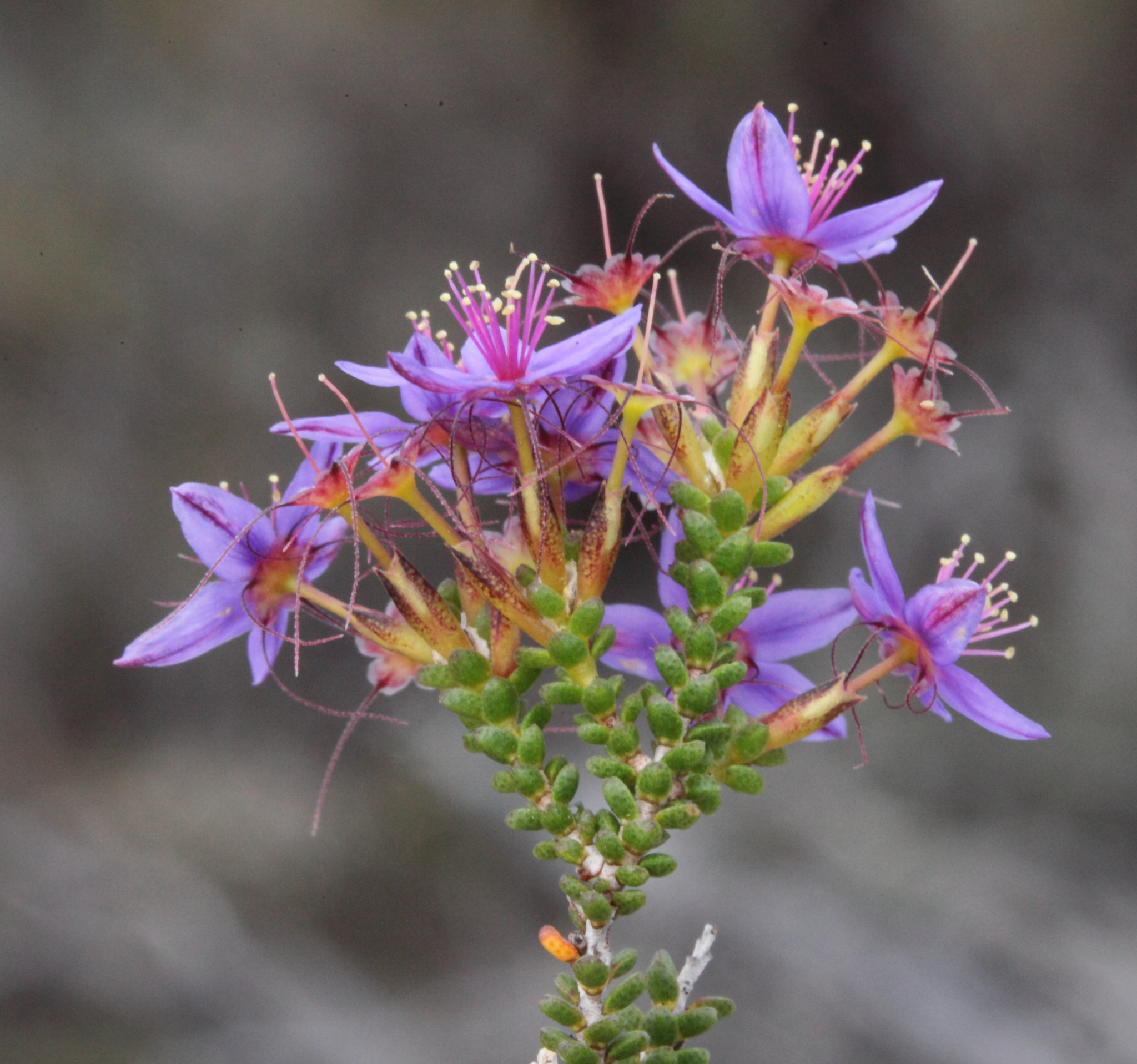 Calytrix leschenaultii