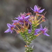 Calytrix leschenaultii - Photo (c) geoffbyrne,  זכויות יוצרים חלקיות (CC BY-NC)