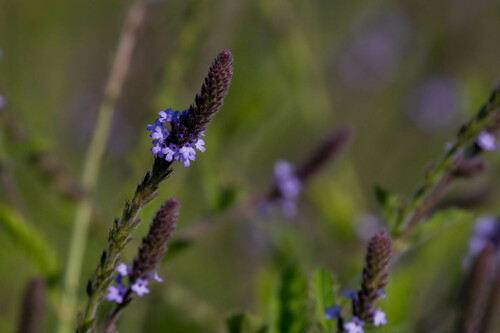 iNaturalist observation photo of western vervain