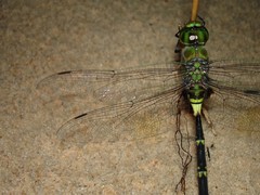 Anax tristis