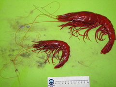 Aristaeopsis edwardsiana