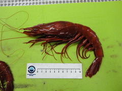 Aristaeopsis edwardsiana