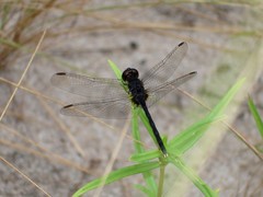 Diplacodes lefebvrii