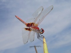 Urothemis assignata