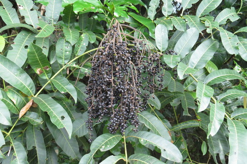 Rhus taitensis