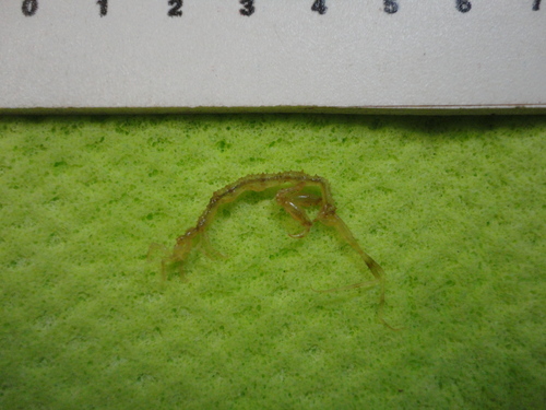 Aeginina longicornis observed 2013-06-02