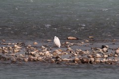 Egretta garzetta