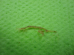 Aeginina longicornis