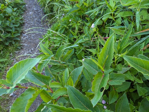 Anthoxanthum horsfieldii iNat (3)