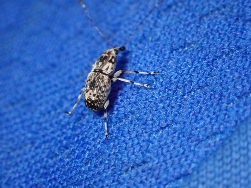 Plintheria, 2023-06-11