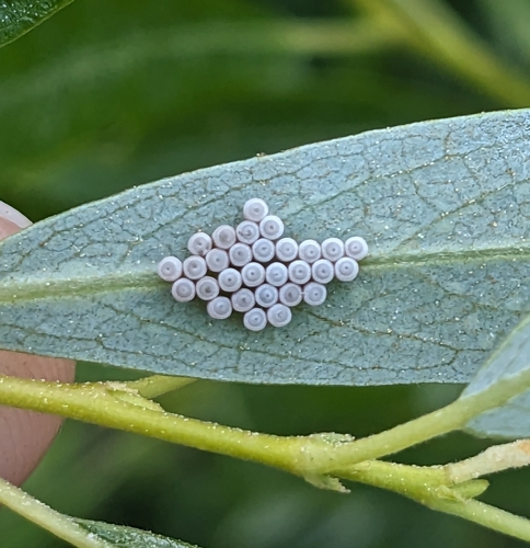 iNaturalist observation photo of True Bugs, Hoppers, Aphids, and allies