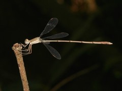 Lestes ochraceus