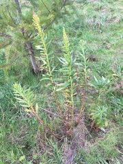 Solidago lepida salebrosa