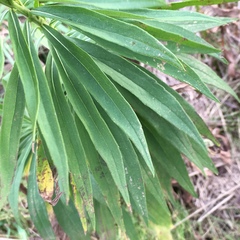 Solidago lepida salebrosa