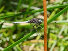 Orthetrum azureum