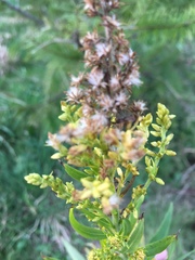 Solidago lepida salebrosa