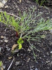 Lomatium caruifolium