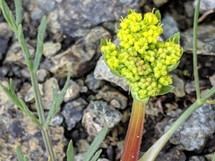 Lomatium caruifolium