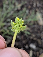 Lomatium caruifolium