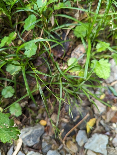 Carex dissitiflora iNat (1)