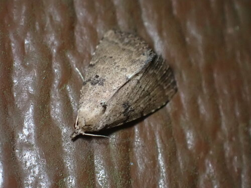 Common Arugisa Moth photo 3