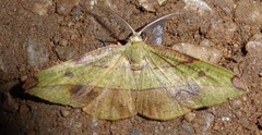Hypochrosis hyadaria