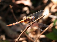 Trithemis annulata