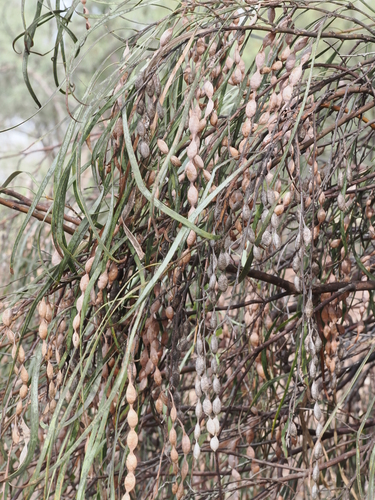 Acacia stenophylla