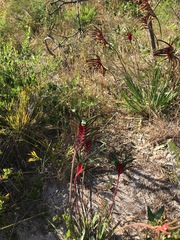 Anigozanthos manglesii