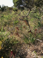 Anigozanthos manglesii