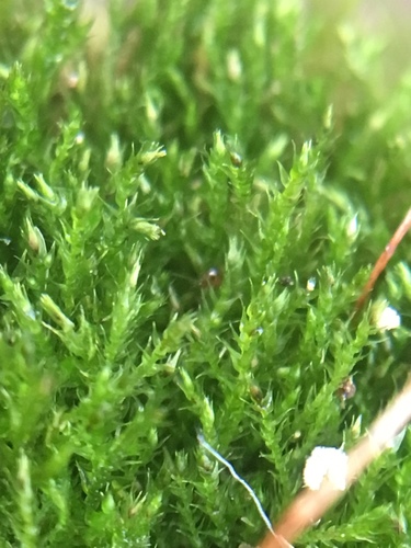 Representative image of Amblystegium serpens