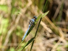 Orthetrum icteromelas