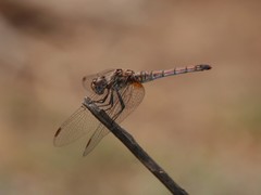Trithemis annulata
