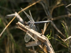 Diplacodes lefebvrii