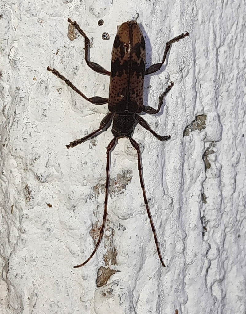 Ecteneolus