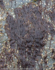 Nemalion elminthoides