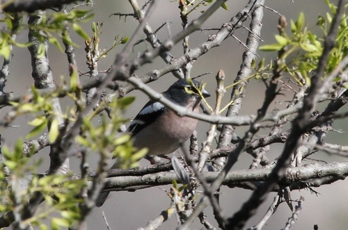 Fringilla spodiogenys