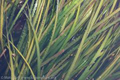 Phyllospadix serrulatus