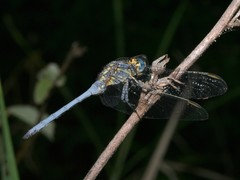 Orthetrum abbotti
