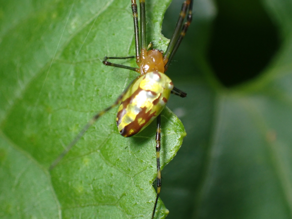 Leucauge granulata
